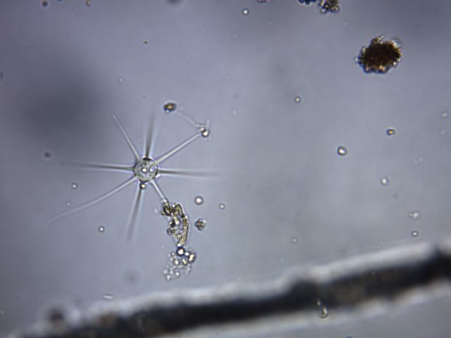 Amoeba radiosa (predazione)